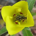 Trichochrous fieldii - Trichochrous fieldii