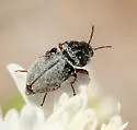 Trichochrous fuscus - Trichochrous fuscus