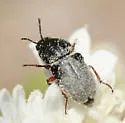 Trichochrous fuscus - photo 2