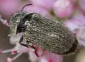 Trichochrous irrasus - Trichochrous irrasus