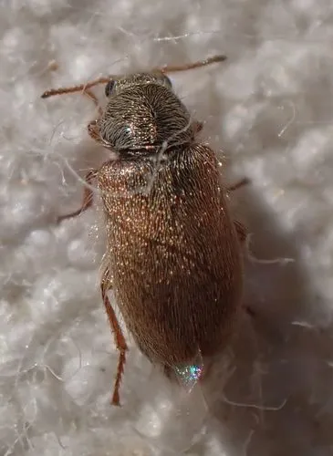Trichochrous pallescens