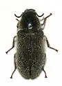 Trichochrous rufipennis