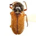 Trichochrous rufipennis - photo 2