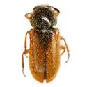 Trichochrous rufipennis - photo 3