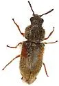 Trichochrous rufipennis - photo 4