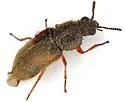 Trichochrous rufipennis - photo 5