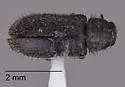 Trichochrous serrulatus - photo 2