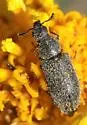 Trichochrous serrulatus - photo 4