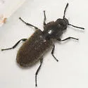 Trichochrous sordidus - photo 3