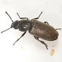 Trichochrous sordidus - photo 4
