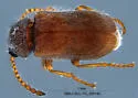 Trichochrous sp-nova-prope-brevicornis - photo 2