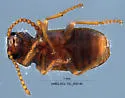 Trichochrous sp-nova-prope-brevicornis - photo 3