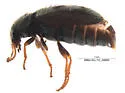 Trichochrous sp-nova-prope-brevicornis - photo 4