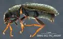 Trichochrous sp-nova-prope-pedalis - photo 2