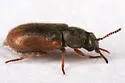 Trichochrous umbratus - photo 2