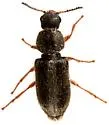 Trichochrous varius - photo 3