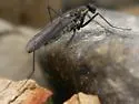 Trichoclinocera dolicheretma