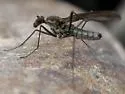 Trichoclinocera dolicheretma - photo 2