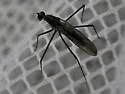 Trichoclinocera dolicheretma - photo 3