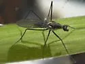 Trichoclinocera dolicheretma - photo 4