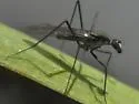 Trichoclinocera dolicheretma - photo 5