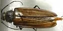 Trichocnemis pauper - photo 2