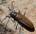 Trichocnemis pauper - photo 3