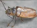 Trichocnemis pauper - photo 4