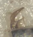 Trichocorixa arizonensis - photo 3