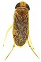 Trichocorixa arizonensis - photo 4