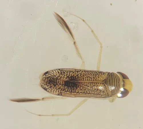 Trichocorixa calva
