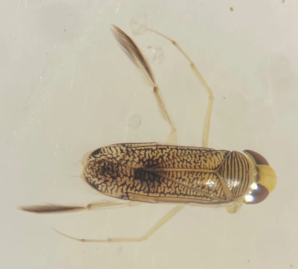 Trichocorixa calva - photo 2