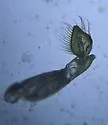 Trichocorixa kanza - photo 3