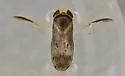 Trichocorixa kanza - photo 4