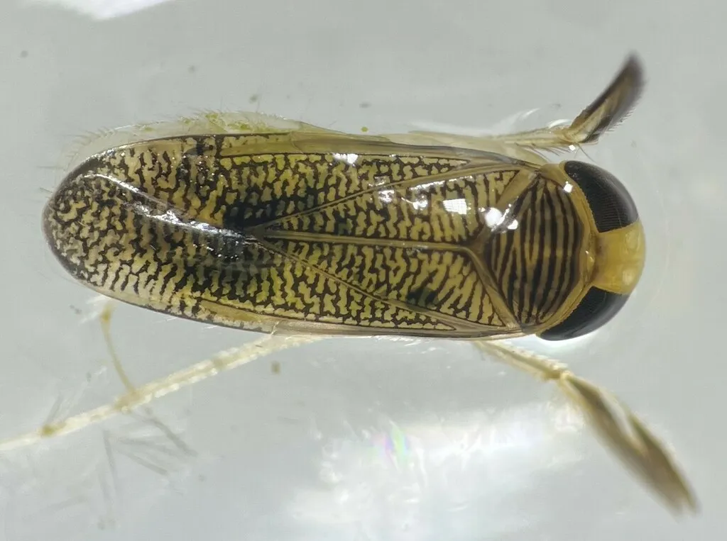 Trichocorixa louisianae - photo 2