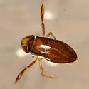 Trichocorixa macroceps