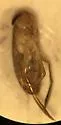 Trichocorixa minima - photo 2