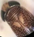 Trichocorixa minima - photo 3