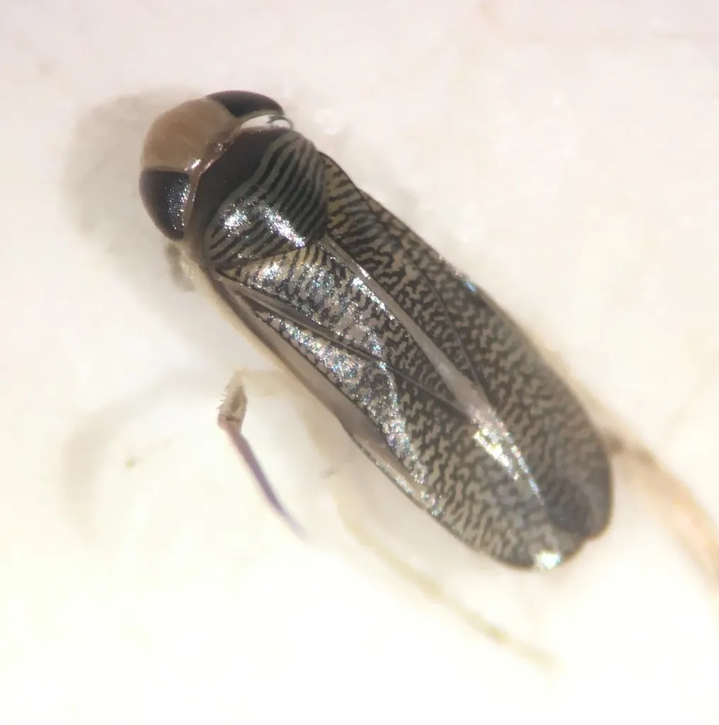 Trichocorixa reticulata