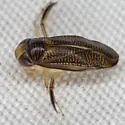 Trichocorixa sexcincta