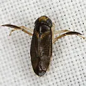 Trichocorixa sexcincta - photo 2