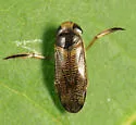 Trichocorixa sexcincta - photo 4