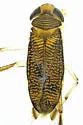 Trichocorixa sexcincta - photo 5