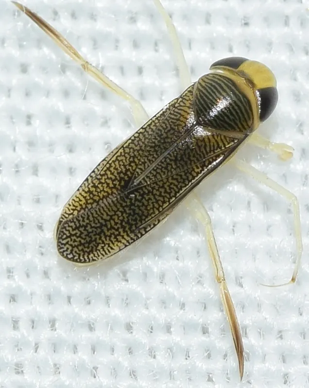 Trichocorixa verticalis