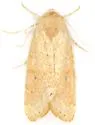 Trichocosmia inornata - Hodges#10219 - photo 2