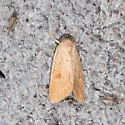 Trichocosmia inornata - Hodges#10219 - photo 4