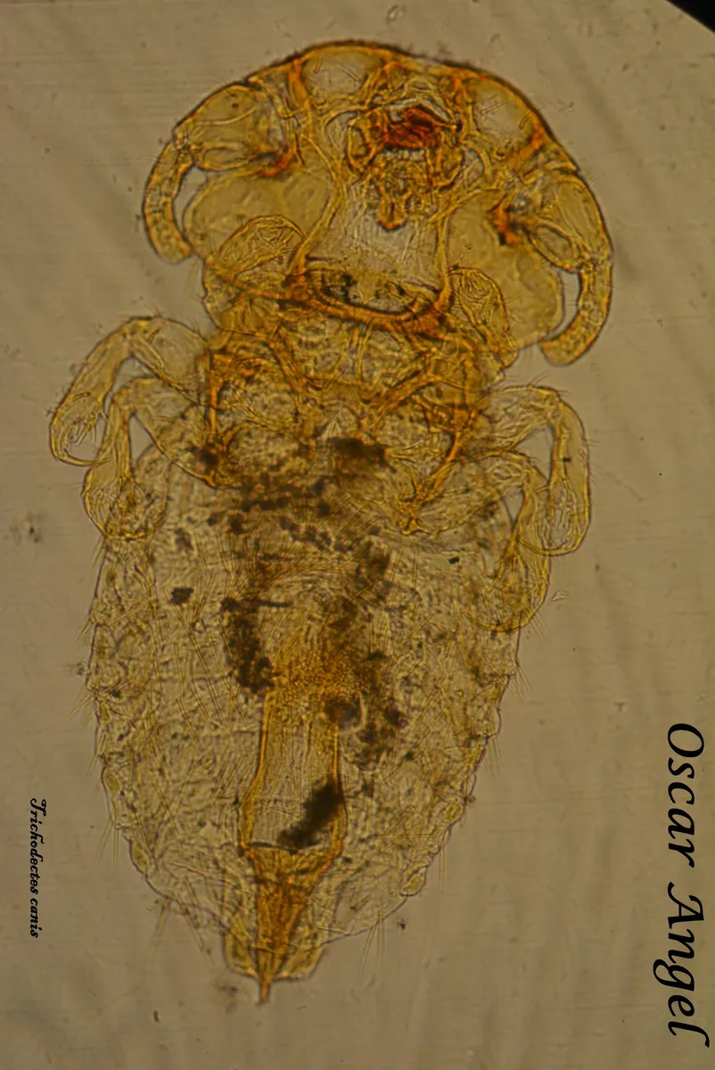 Dog Biting Louse - photo 2