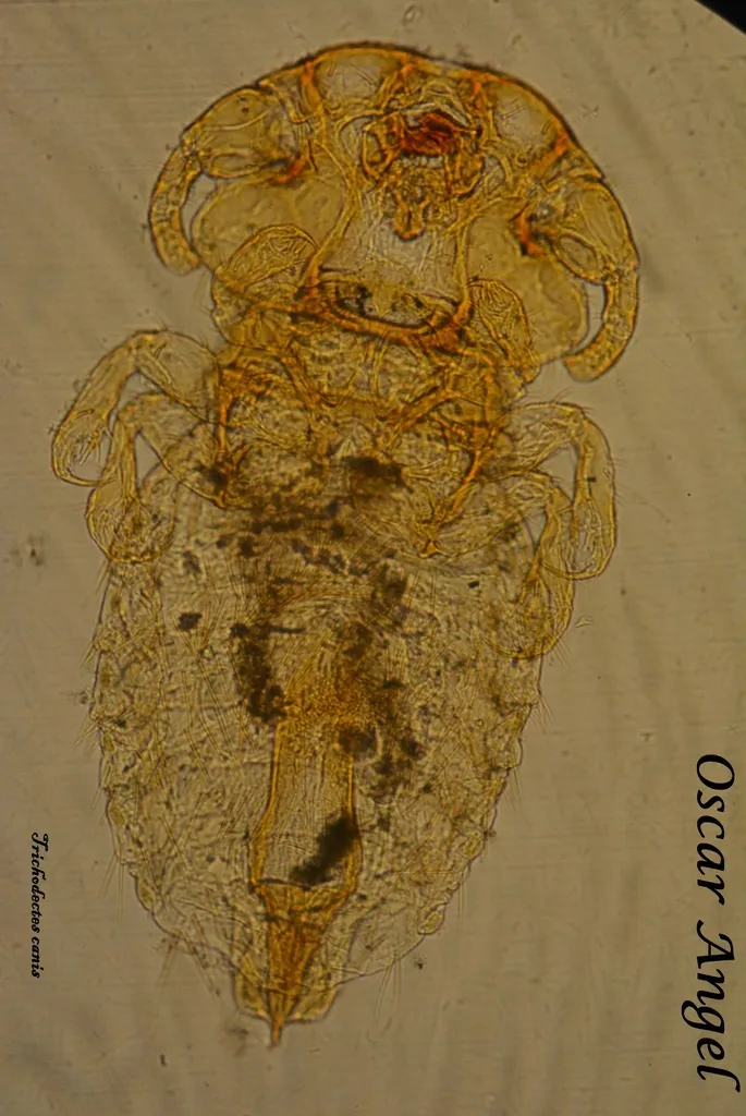 Dog Biting Louse - photo 3