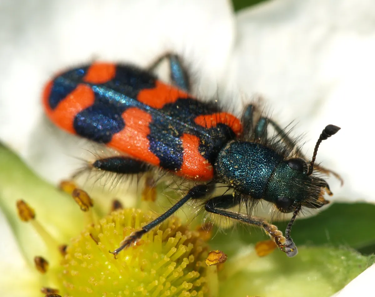 Bee-eating Beetle - photo 3