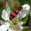 Trichodes apivorus